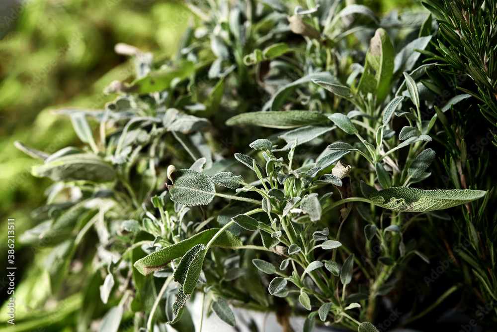 Fresh potted sage, herb for cooking