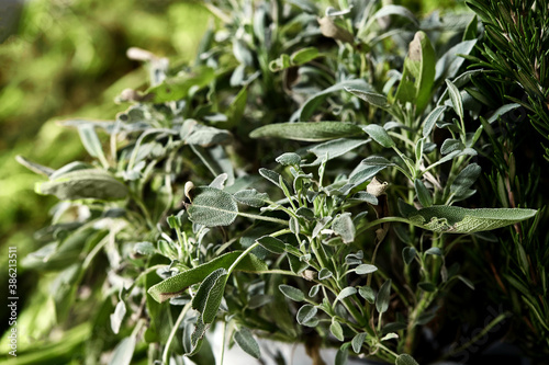 Fresh potted sage  herb for cooking