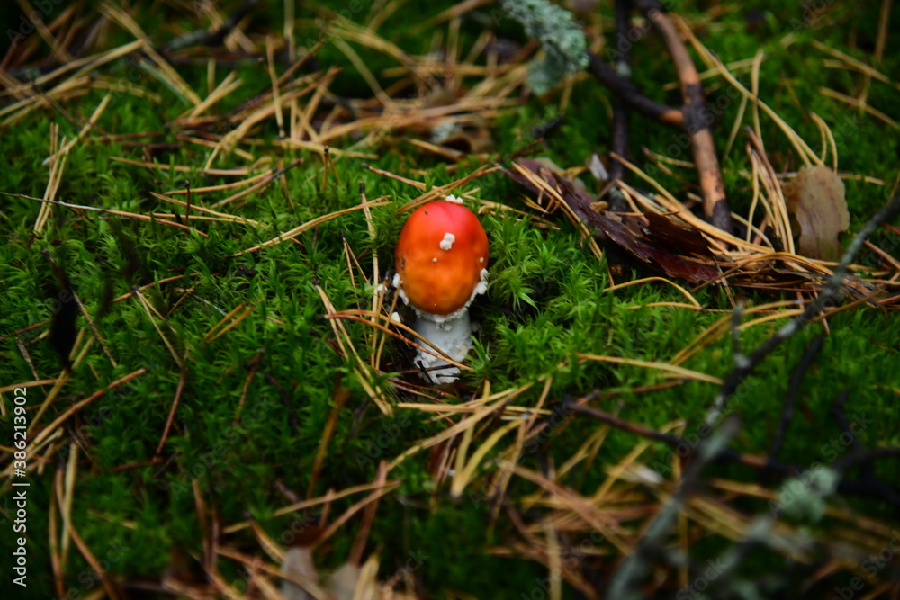 Mushroom red fly-agaric in the autumn forest macro Mushroom red fly-agaric in the autumn forest macro