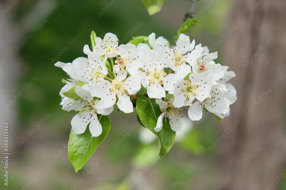 A branch of a blossoming pear tree. Inflorescence of white pear flowers in spring. A branch of a blossoming pear tree. Inflorescence of white pear flowers in spring.