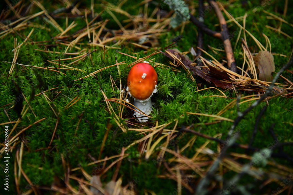 Mushroom red fly-agaric in the autumn forest macro Mushroom red fly-agaric in the autumn forest macro