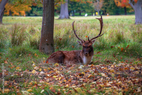 Deer in the park