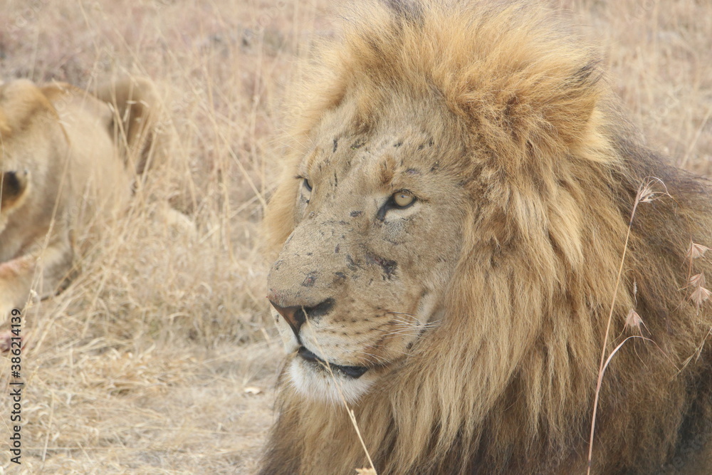 Photo taken in Lion and Safaripark, Broederstroom, South Africa.