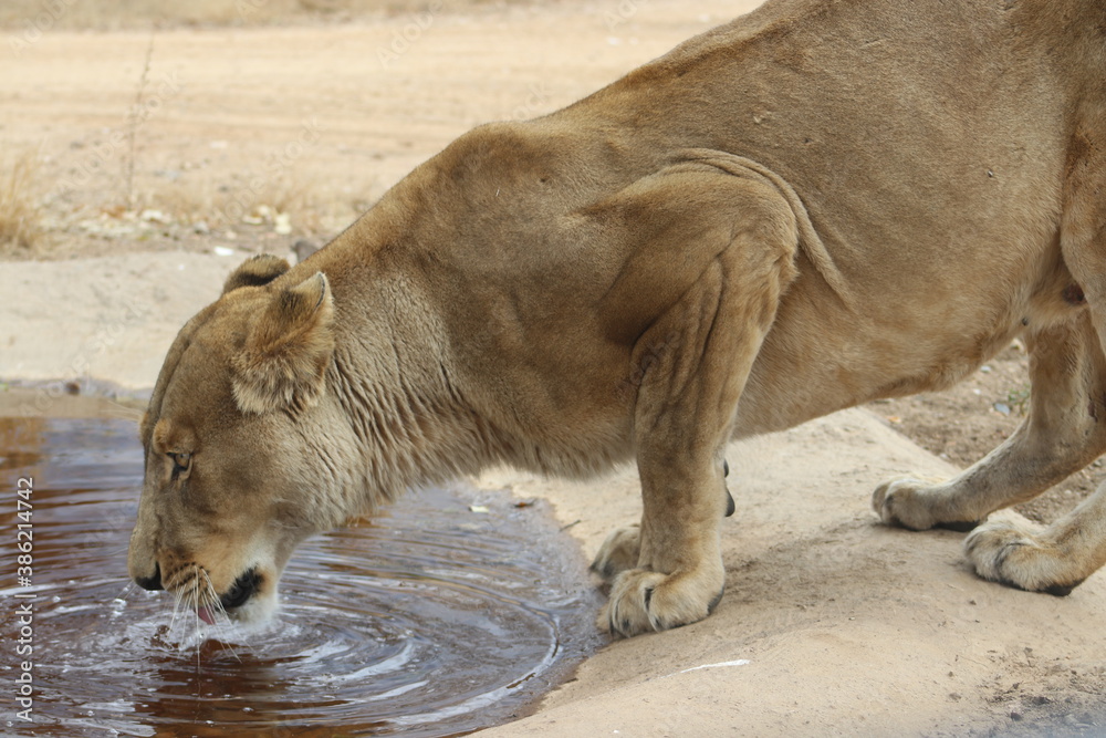 Naklejka premium Photo taken in Lion and Safaripark, Broederstroom, South Africa.