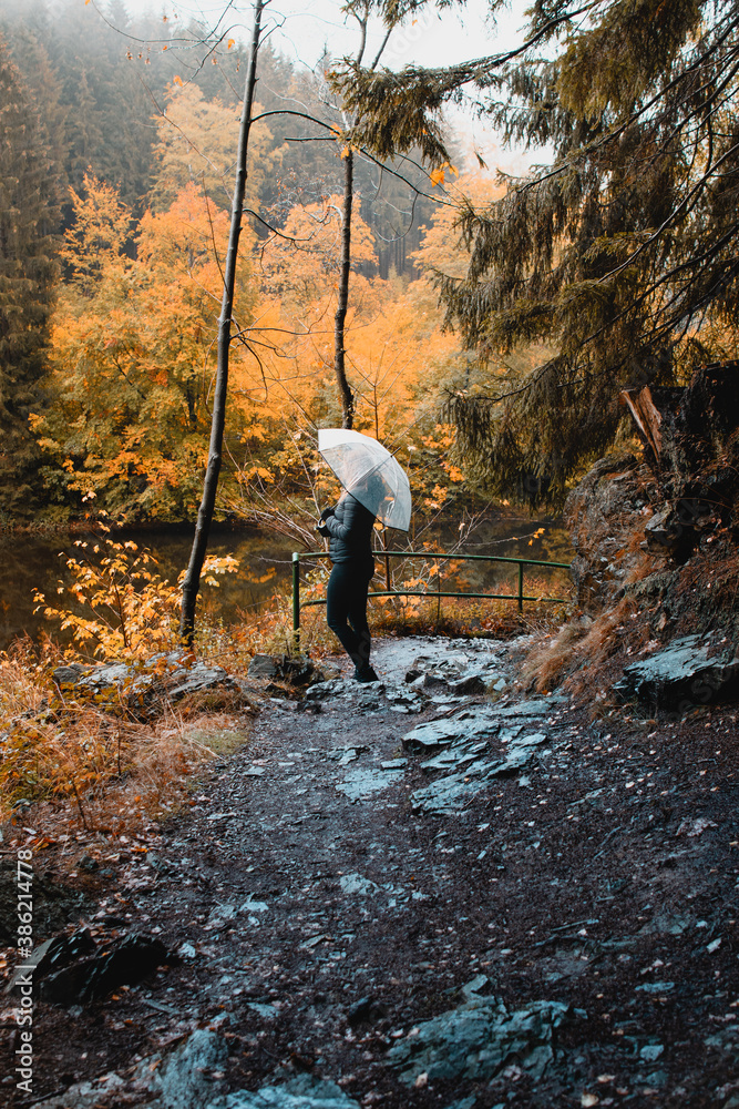 A active outdoor girl with a transparent umbrella exploring the beautiful orange autumn nature. A rainy foggy fall day in the mountains. Backview of a woman walking in the nature. National Park Harz