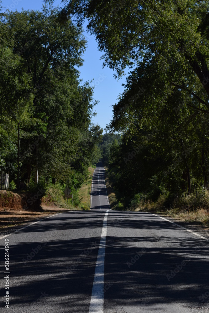 Obraz premium road in the forest