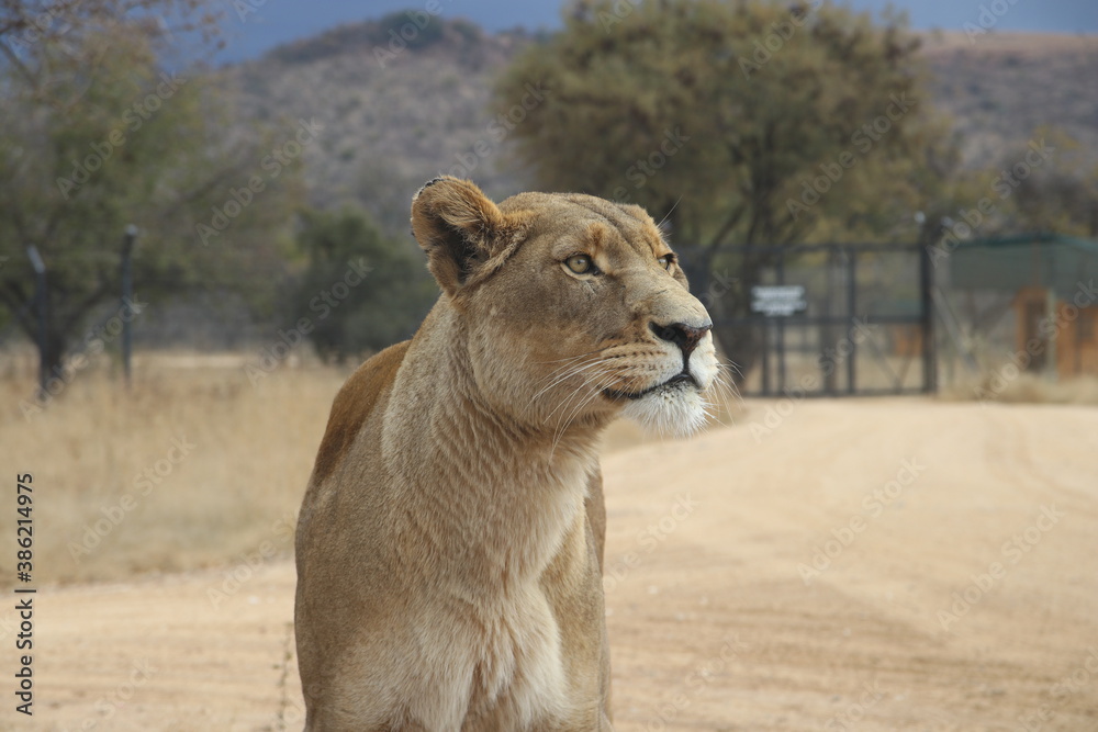 Obraz premium Photo taken in Lion and Safaripark, Broederstroom, South Africa.