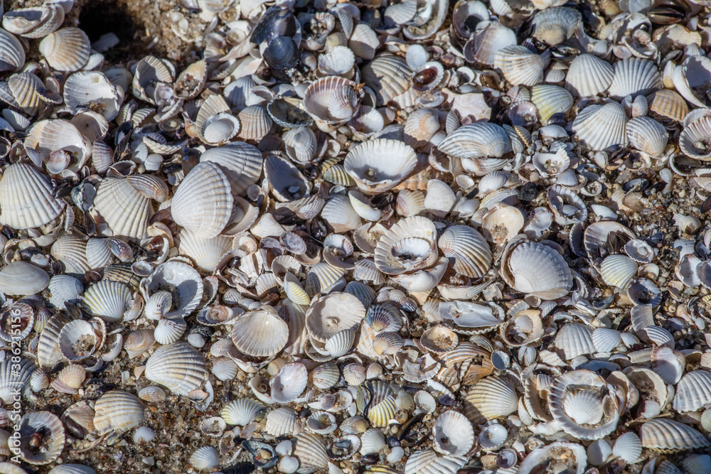 Ostseestrand mit Muschelschalen