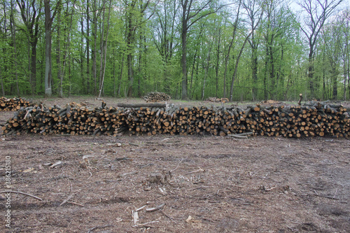 Stacked tree trunks at felling. Forest clearing. Wood harvesting.