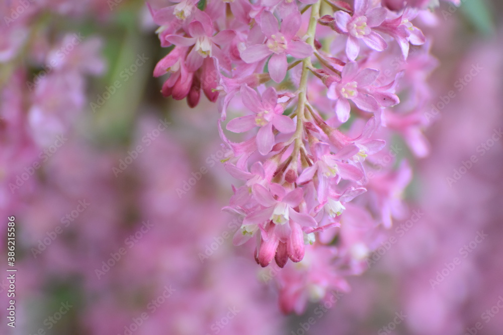 Fototapeta premium Pink flowers.