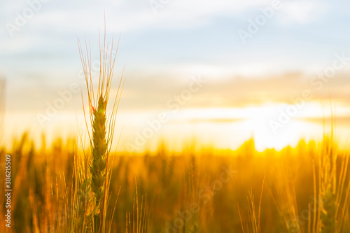 Wheatfield of gold color in sunset.Golden sunset over wheat field