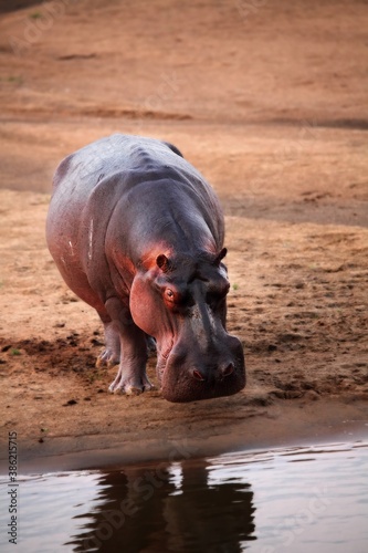 A Hippo (Hippopotamus amphibius) on the sand.