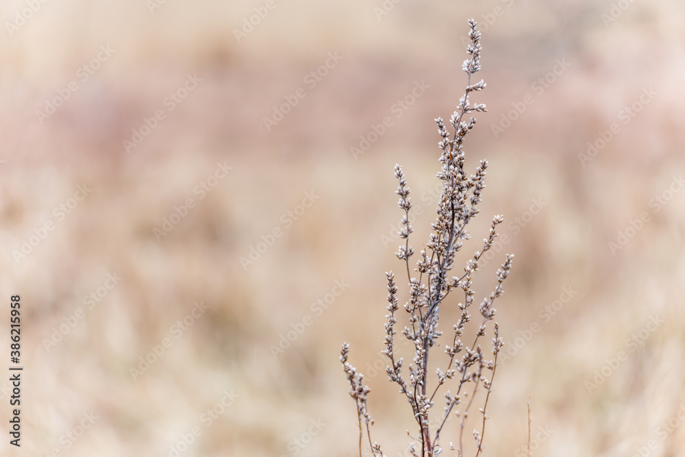 Blur Close up Dried brown flower plant on brown background Blur Close up Dried brown flower plant on brown background