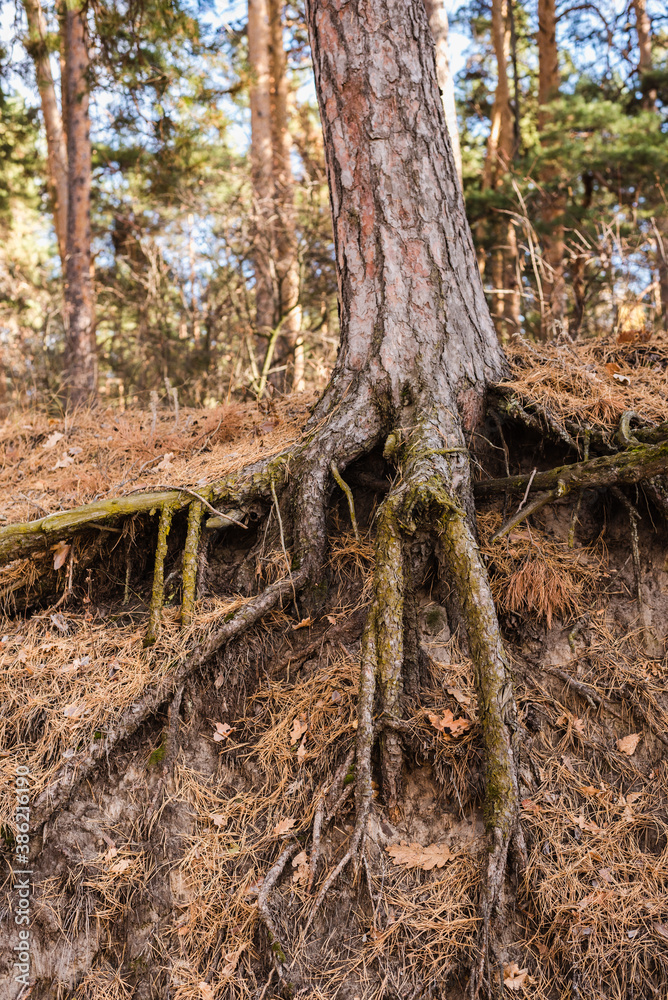 pine roots, tree roots, Pine forest pine roots, tree roots, Pine forest