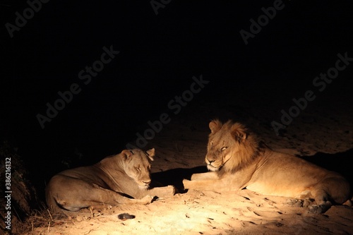 A pair of Lions (Panthera leo) lying together in dry grassland.