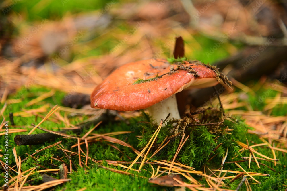 Collection of mushrooms is in the autumn forest. Russula atropurpurea mushroom Collection of mushrooms is in the autumn forest. Russula atropurpurea mushroom