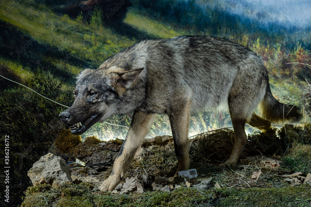 wolf in aggressive attitude, Museo Comarcal de Molina de Aragón, Guadalajara, Spain wolf in aggressive attitude, Museo Comarcal de Molina de Aragón, Guadalajara, Spain