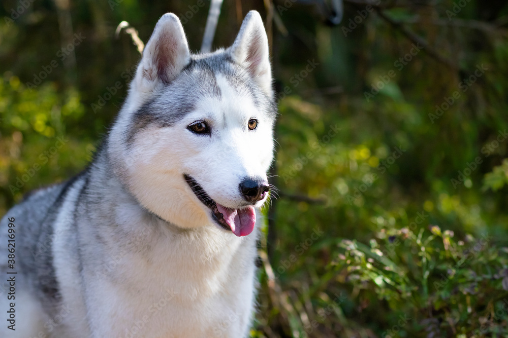 Close-up, in profile, the face of a husky with blue eyes. Canadian, northern dog on the background of the forest. Copy space.