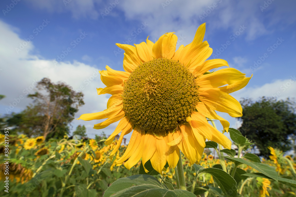 Sunflower in the sunshine at the farm