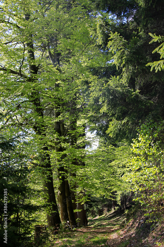 Fototapeta premium Alte Bäume säumen die Wege im einstigen herzoglichen Wald. Kleinschmalkalden, Thüringen, Deutschland, Europa -- Old trees line the paths in the former ducal forest. Kleinschmalkalden, Thuringia, Ge 