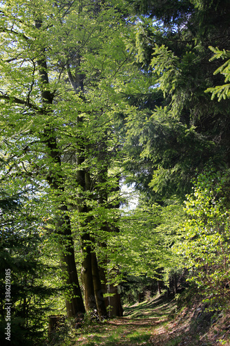 Alte Bäume säumen die Wege im einstigen herzoglichen Wald. Kleinschmalkalden, Thüringen, Deutschland, Europa  --  Old trees line the paths in the former ducal forest. Kleinschmalkalden, Thuringia, Ge
