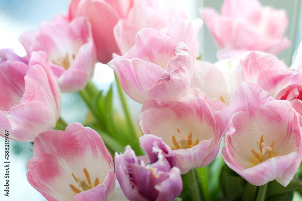 bouquet of pink fresh tulips on a window sill bouquet of pink fresh tulips on a window sill