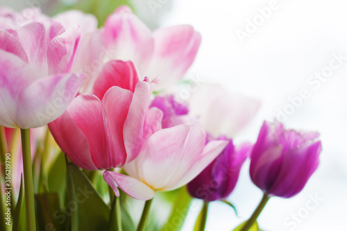 pink and purple tulips with green leaves close up on white background