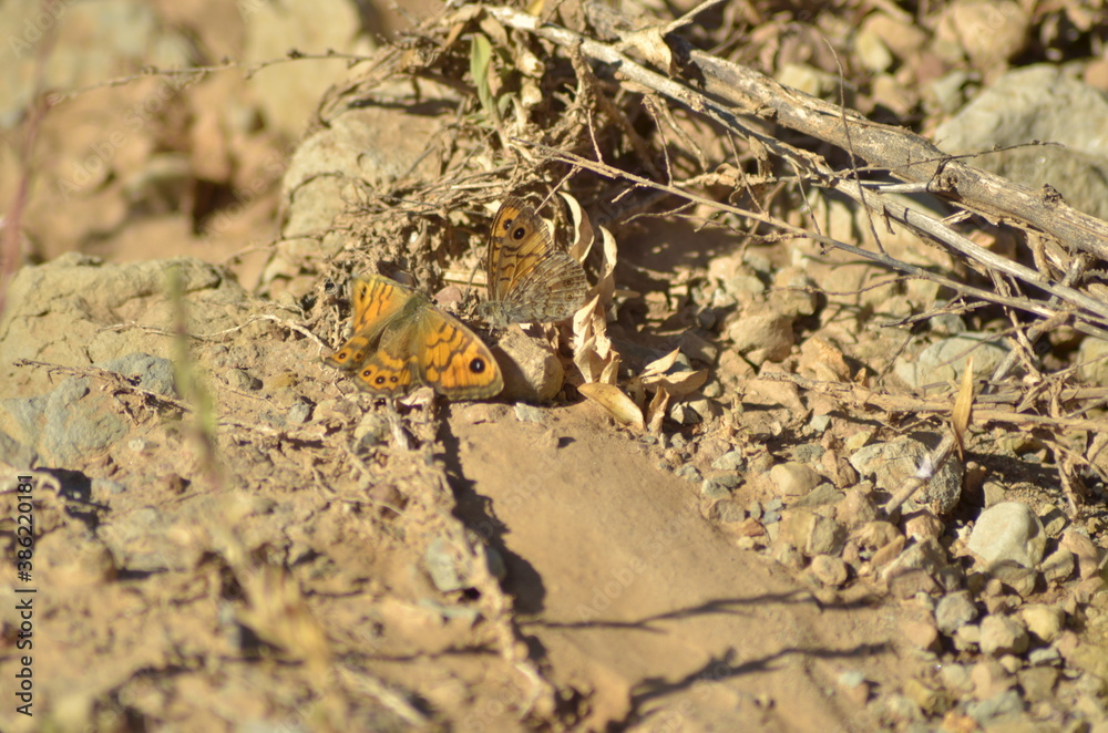 close-up of butterflies doing mating ritual