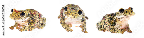 Black-spotted casque-headed tree frog Trachycephalus nigromaculatus isolated on white background, close-up. Environmental protection. Herpetology, zoology, graphic resource, collage, image set photo