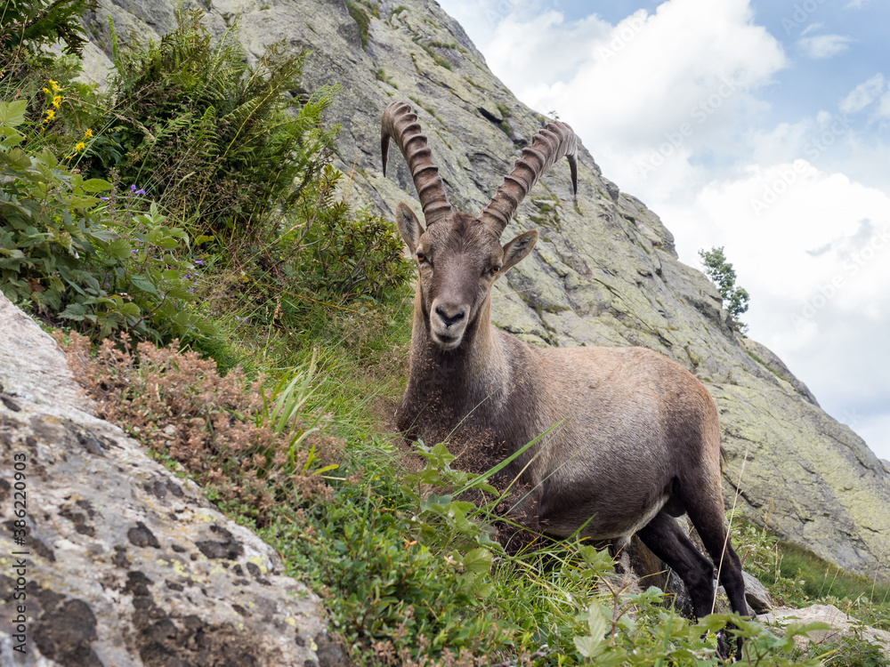 Beautiful male Alpine ibex standing in his natural habitat near city of Argentière, France. Beautiful  for large prints!