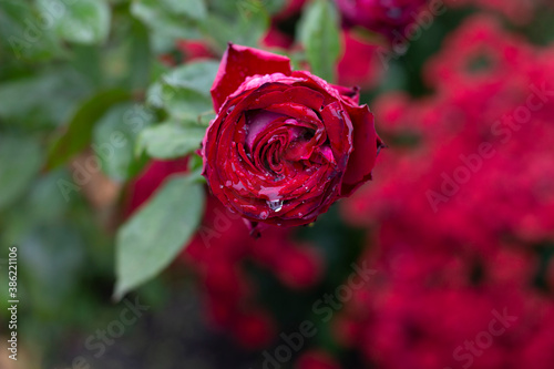 Raindrop on a dark red rose on a blurred background