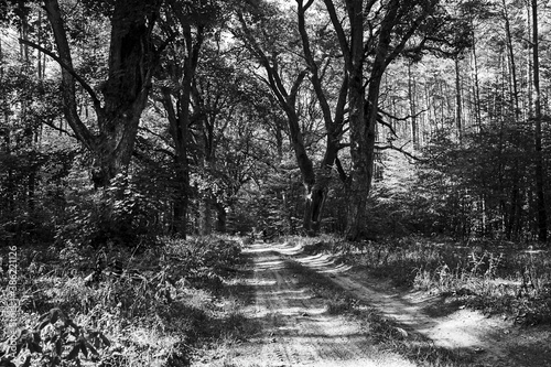 Tourist bicycle trip on a sandy road in an old, deciduous forest