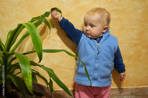 little girl holding a flowerpot leaves,little girl standing in a room with a green plant photo