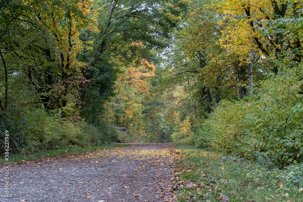 Breiter Waldweg in knalligen Herbstfarben