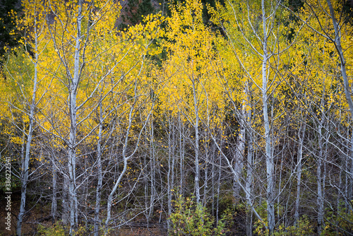 Forest of trembling aspen trees with yellow leaves in autumn