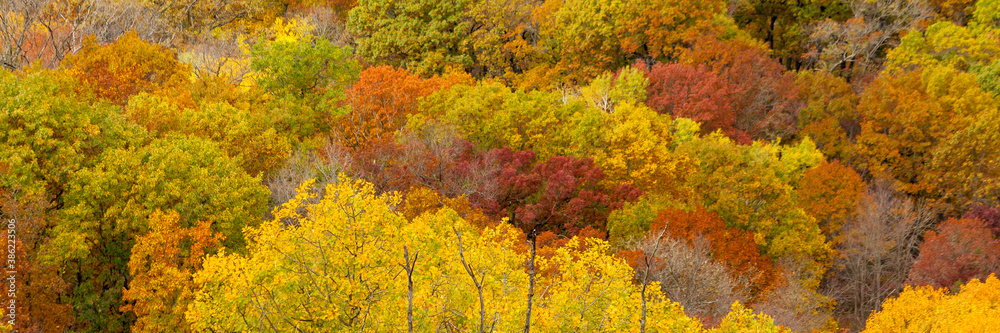 A banner of brilliant fall foliage and trees taken from above.