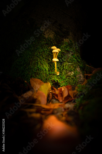 Mushroom im Herbst