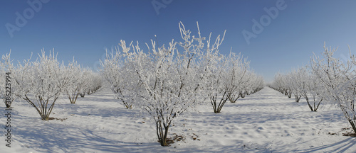 rime ice and snow on the branches of hazelnut trees on the blue sky, winter time