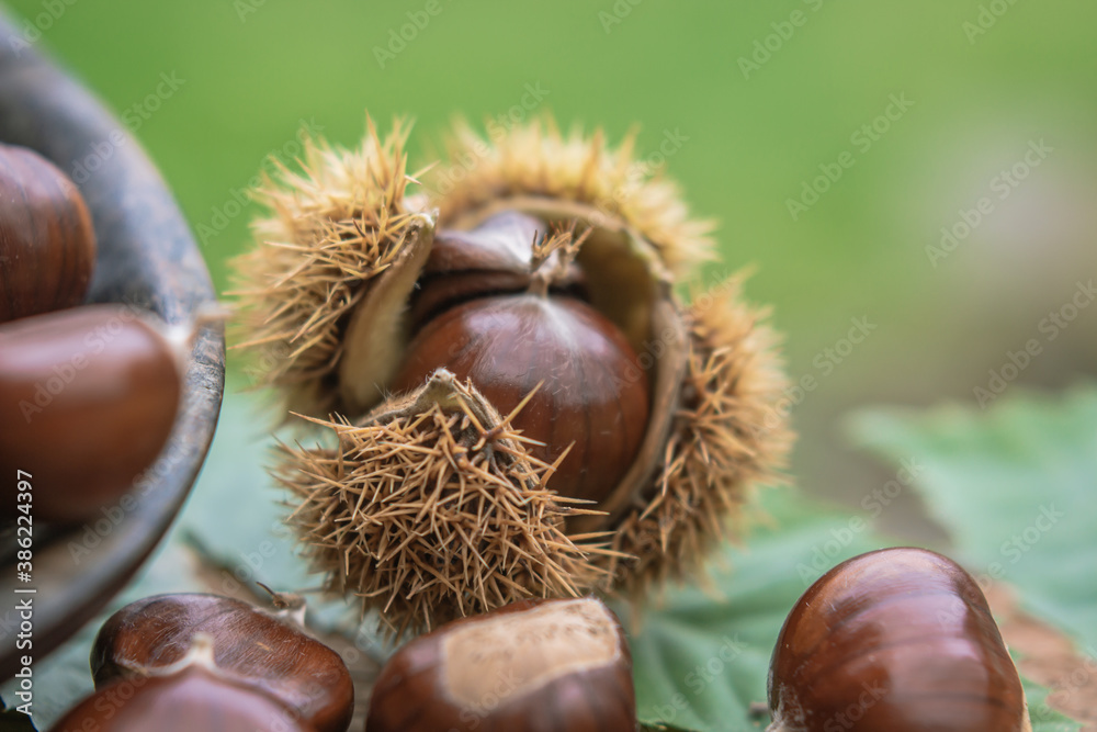 sweet chestnuts rustic composition on daylight sweet chestnuts rustic composition on daylight