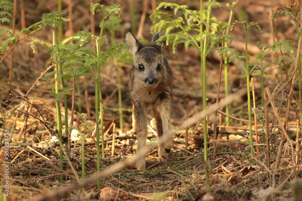 Fototapeta premium young fawn in a forest 