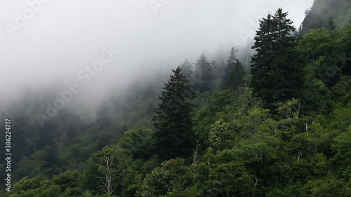 Motionless Forest Enveloped in the Silent Mountain Fog