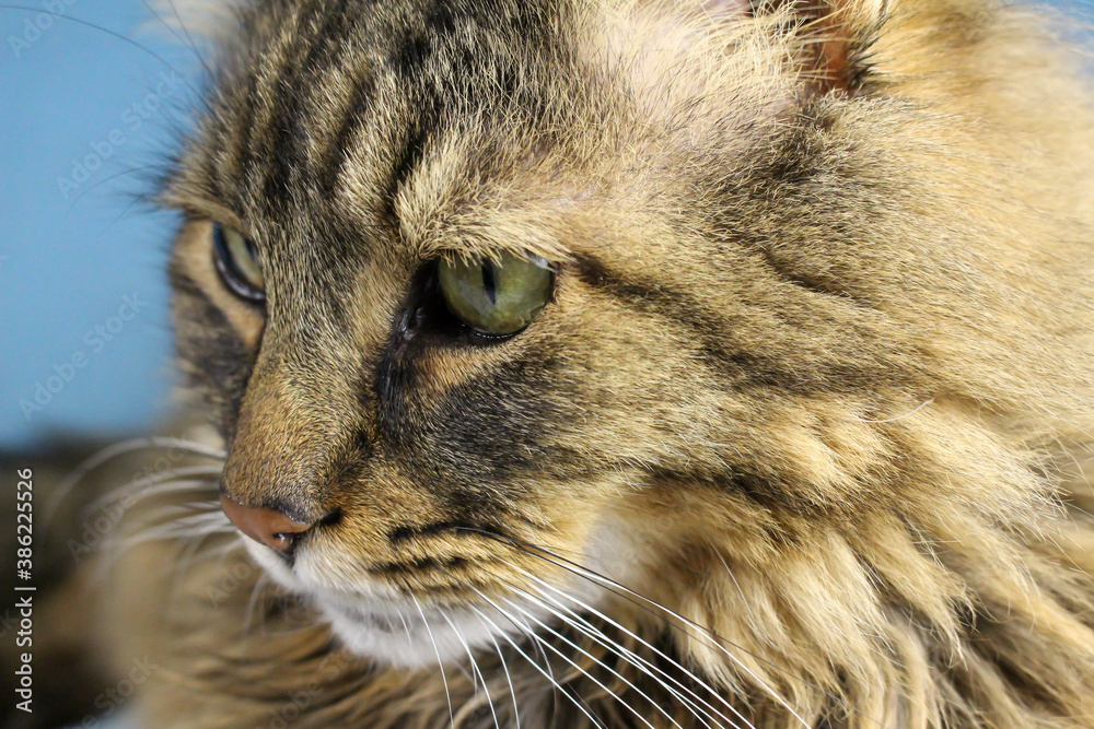Close-Up Face Eyes of A Maine Coon Tabby Cat