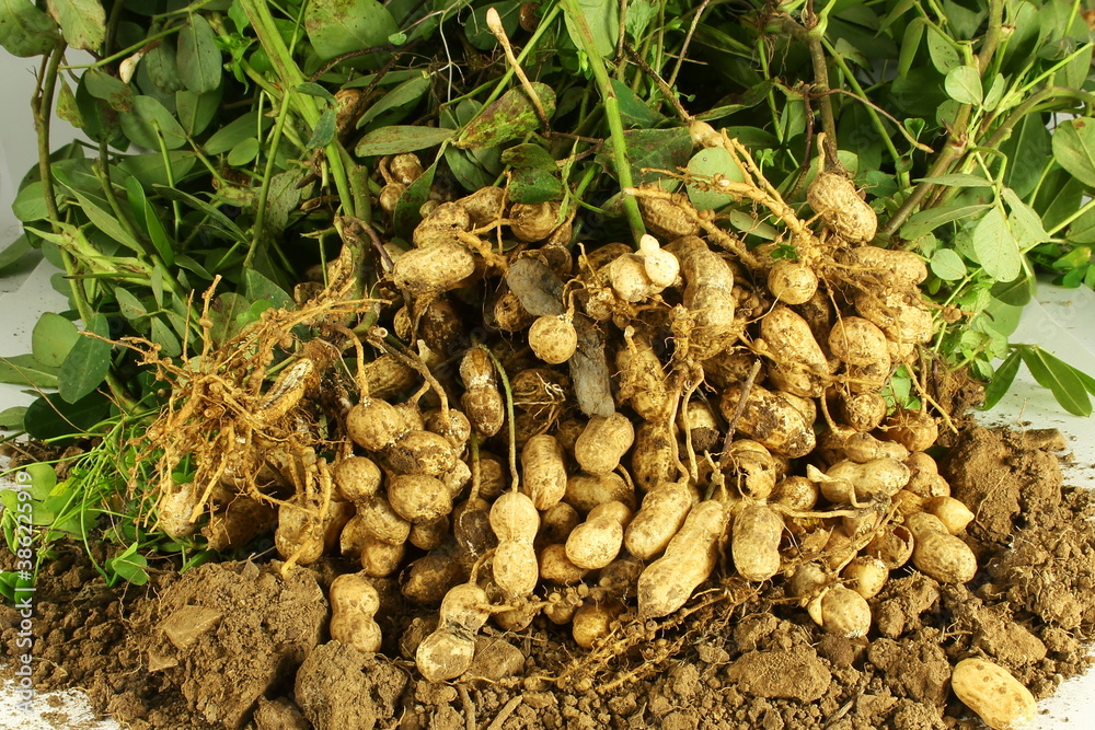 fresh peanut on plant with roots,fresh harvest fresh peanut on plant with roots,fresh harvest