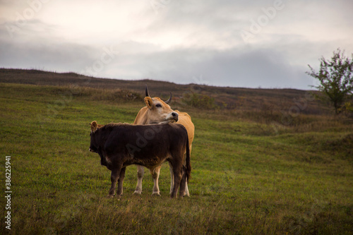 two cow in the field