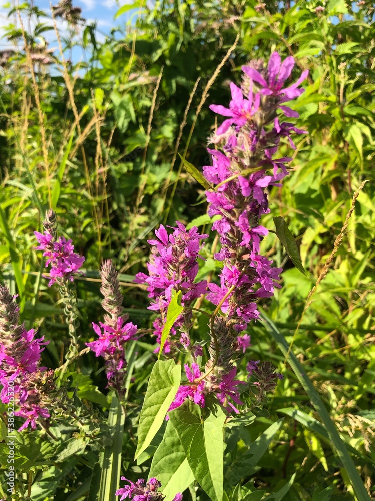 Obraz premium flowers in the garden