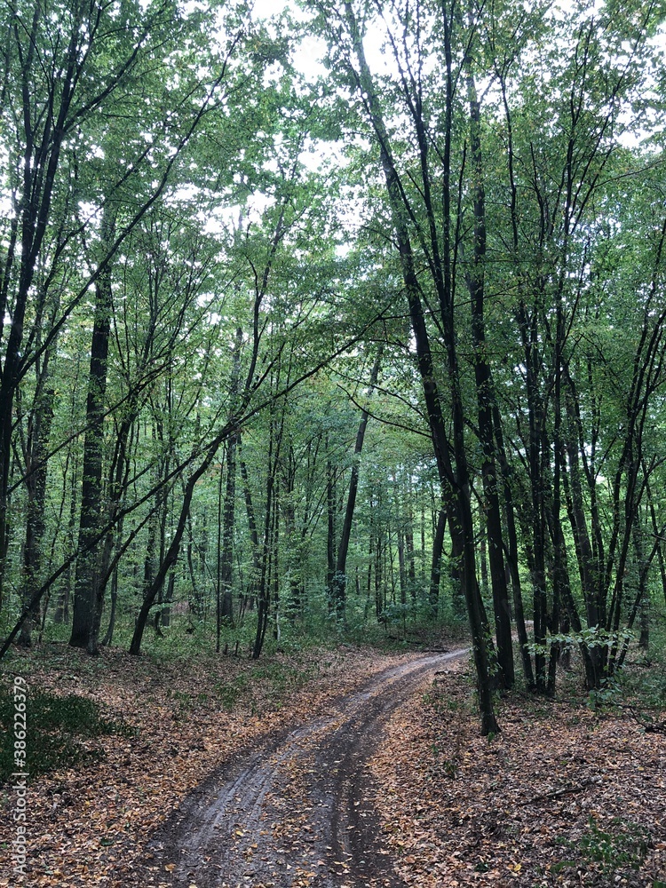 Fototapeta premium path in the forest