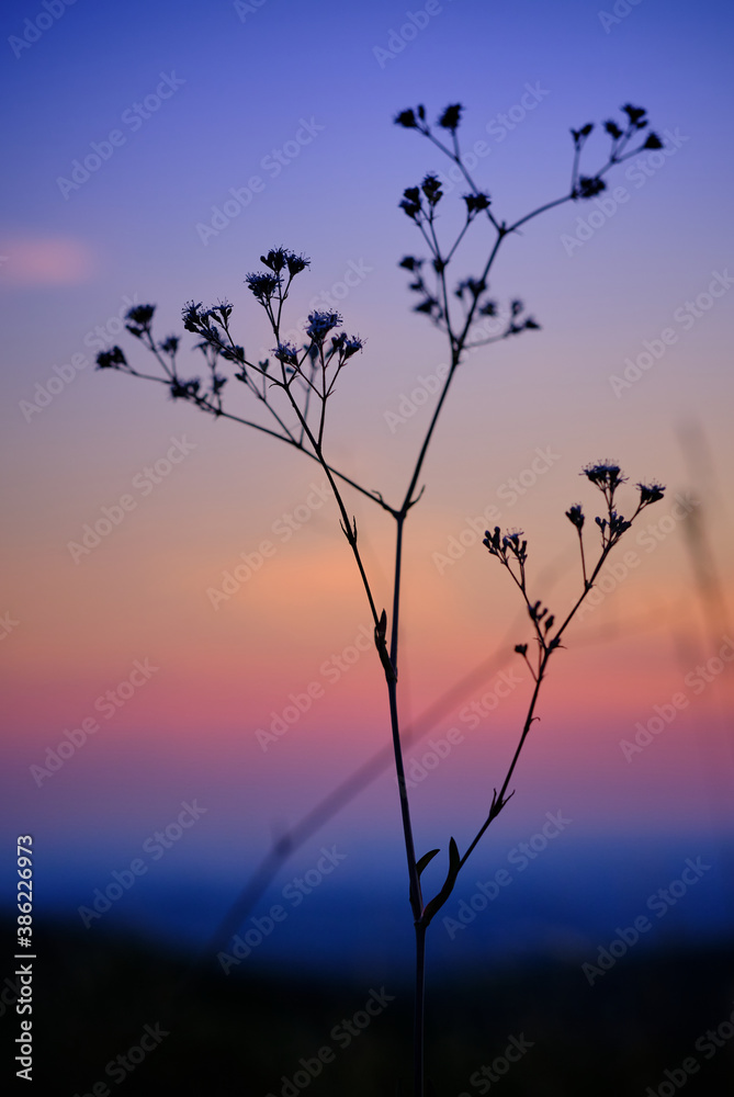 silhouette of a plant