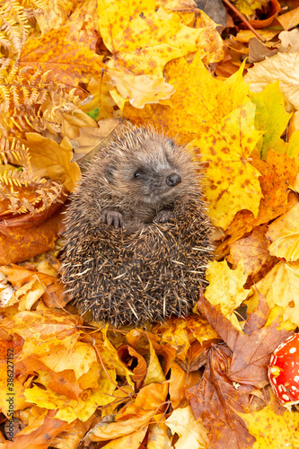 Hedgehog in autumn  portrait of a wild  free roaming hedgehog  taken from within a wildlife hide to monitor the health and population of this favourite but declining mammal  copy space