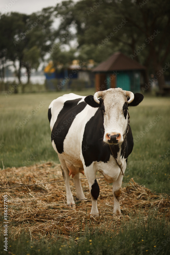 cow in a field cow in a field