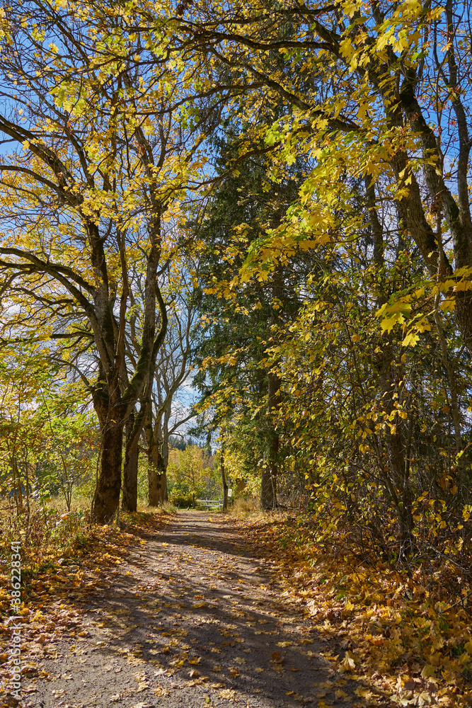 A path in autumn forest on a sunny day.